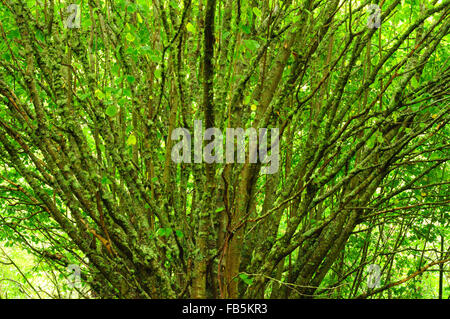 Comune di nocciolo (Corylus avellana) Foto Stock