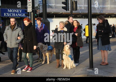 Due GOLDEN RETRIEVER cane guida di cuccioli in formazione in attesa in corrispondenza di un incrocio PREDESTRIAN A LONDRA Foto Stock