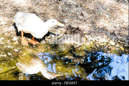 Anatra bianca Foto Stock