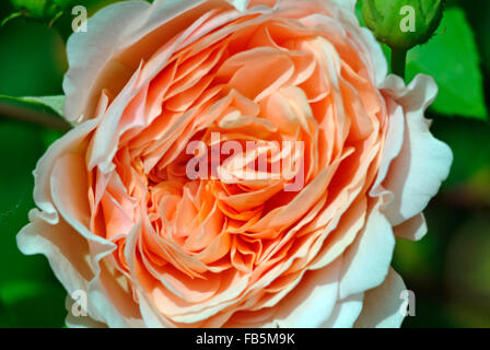 Abraham Darby Rose pieno fiore Foto Stock