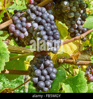 I vitigni con maturi uve nere a Wiston vigneto, Sussex Foto Stock