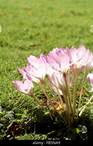 Il croco d'autunno (Colchicum autumnale) Foto Stock