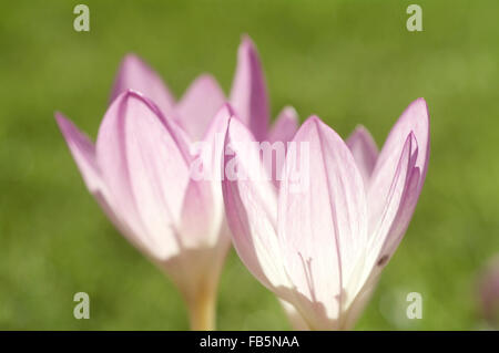 Il croco d'autunno (Colchicum autumnale) Foto Stock