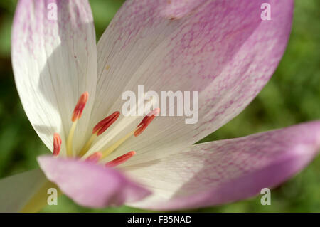 Il croco d'autunno (Colchicum autumnale) Foto Stock