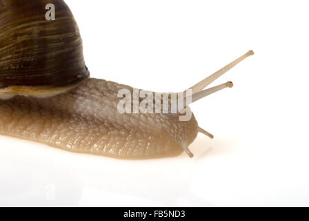 Escargot lumaca Borgogna (Helix pomatia) studio shot Foto Stock