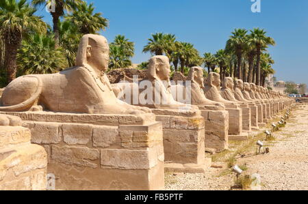 Viale di sfingi in Tempio di Luxor Luxor Egitto Foto Stock