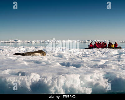 L'Antartide, Mare di Weddell, Antartico nave da crociera passeggeri Zodiac visualizzazione guarnizione di Weddell poggiante sulla banchisa Foto Stock