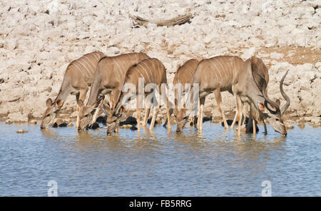 Allevamento di maggior Kudu schierate da bere a bordo di un fiume in Namibia Foto Stock