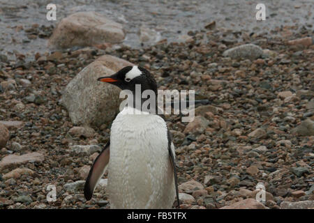 Pinguino Gentoo permanente sulla costa rocciosa della Neko Harbour dopo una nuotata. Foto Stock