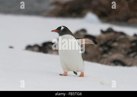 Pinguino Gentoo a piedi nella neve a rookery su Neko Harbour, l'Antartide. Foto Stock