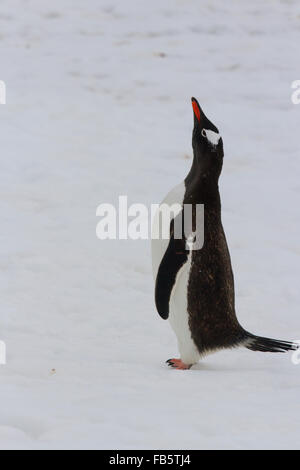 Adulto pinguino Gentoo indipendente alto, l'Antartide. Foto Stock