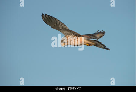 Maschio, il Gheppio Falco tinnunculus-posatoi sul palo da recinzione. Regno Unito Foto Stock