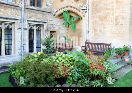 Piante di Banana in Master's garden di Balliol College di Oxford, Regno Unito Foto Stock