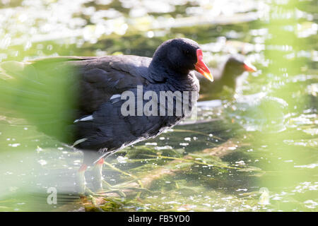 (Moorhen Gallinula chloropus). La Russia, Mosca, giardino botanico dell'Accademia Russa delle Scienze. Foto Stock