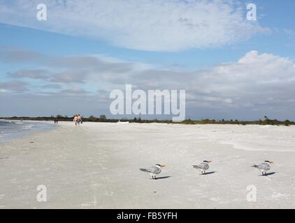 Royal sterne su una spiaggia di San Pietroburgo, Florida. Foto Stock