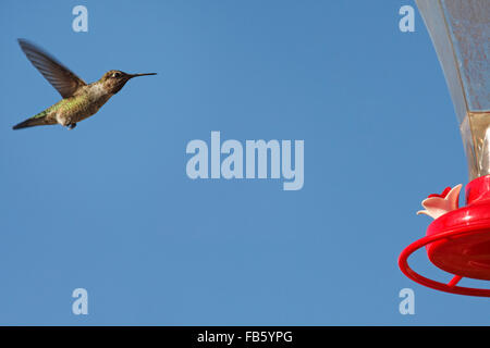 Calliope hummingbird (Selasphorus Calliope) Foto Stock