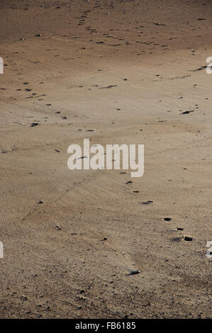 Una linea di pawprints nella sabbia che conduce attraverso la spiaggia Foto Stock