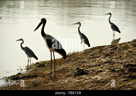 I giovani a sella fatturati cicogna e aironi cenerini dal fiume nel sud Luangwa National Park, Zambia Foto Stock