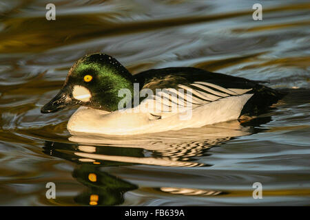 Goldeneye anatre sull acqua Foto Stock