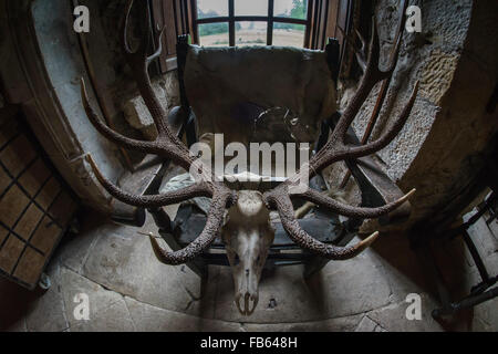 Chillingham, notoriamente haunted Northumberland castello e casa storica. Raccapriccianti di trofei di caccia. Palchi. Foto Stock