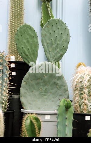 L' Opuntia cactus o noto anche come Ficodindia cactus Foto Stock