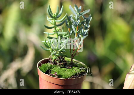 Ghiaccio crescenti succulente vegetali o noto anche come Lampranthus in una pentola Foto Stock