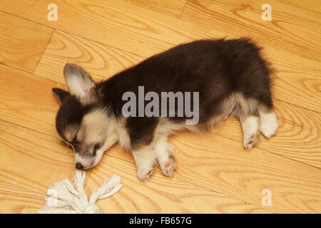 A Pembroke Welsh corgi puppy dormire su un pavimento di legno duro Foto Stock