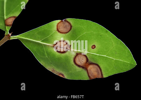 Necrotic macchie di foglia su un ligustro (Ligustrum) foglia, causato probabilmente da Cercospora sp. funghi. Foto Stock