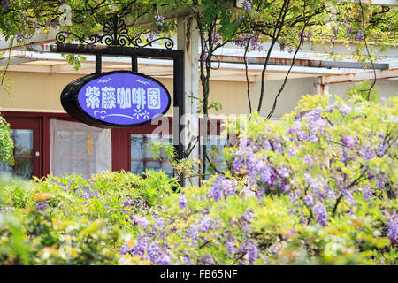 Nuova Città di Taipei, Taiwan - Apr 11,2012 : Wisteria floribunda con bel colore e sfondo Foto Stock