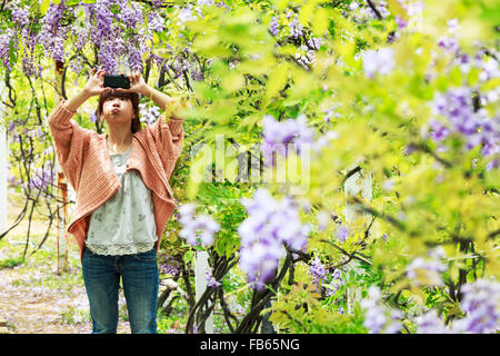 Nuova Città di Taipei, Taiwan - Apr 11,2012 : Wisteria floribunda con bel colore e sfondo Foto Stock