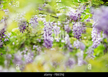 Nuova Città di Taipei, Taiwan - Apr 11,2012 : Wisteria floribunda con bel colore e sfondo Foto Stock