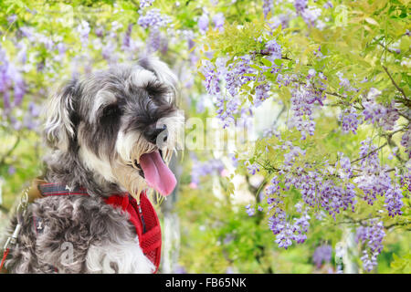 Nuova Città di Taipei, Taiwan - Apr 11,2012 : Wisteria floribunda con bel colore e sfondo Foto Stock