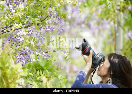 Nuova Città di Taipei, Taiwan - Apr 11,2012 : Wisteria floribunda con bel colore e sfondo Foto Stock