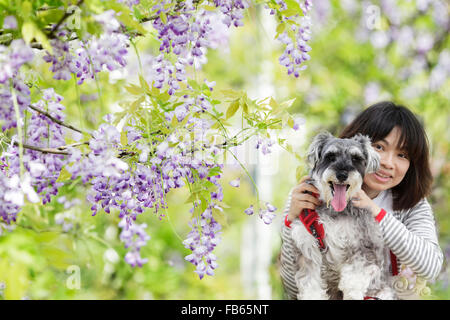 Nuova Città di Taipei, Taiwan - Apr 11,2012 : Wisteria floribunda con bel colore e sfondo Foto Stock