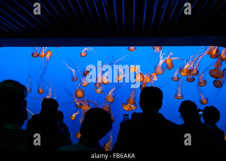 Una folla di gente guarda un serbatoio di mare ortica (Chrysaora fuscescens), Monterey Bay Aquarium, Monterey, California, Stati Uniti d'America Foto Stock