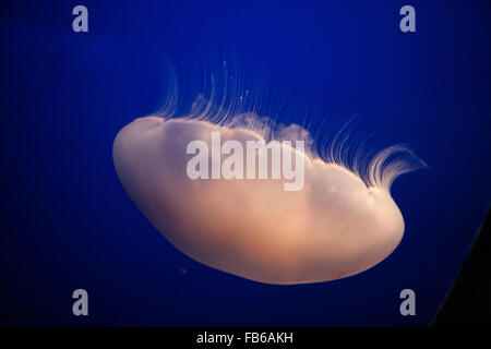 Luna jelly (Aurelia labiata), Monterey Bay Aquarium, Monterey, California, Stati Uniti d'America Foto Stock