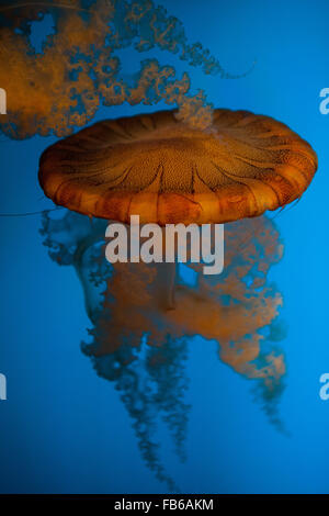 Sud Americana di mare ortica (Chrysaora piocamia), Monterey Bay Aquarium, Monterey, California, Stati Uniti d'America Foto Stock