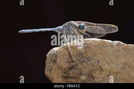 Southern Skimmer Dragonfly - Orthetrum brunneum maschio su rock Foto Stock