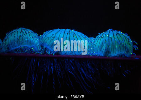 Flower hat jelly (Olindias formosa), Monterey Bay Aquarium, Monterey, California, Stati Uniti d'America Foto Stock