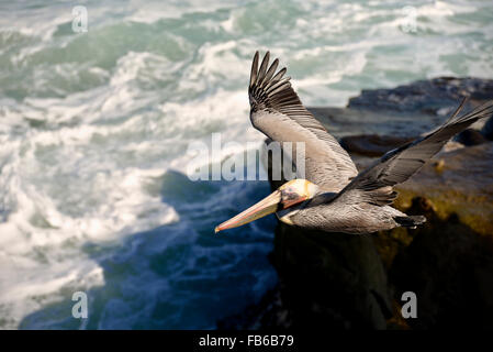 California Brown Pelican in volo, La Jolla Cove, San Diego in California Foto Stock