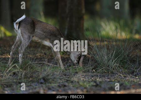 Yearling del Daino / Damhirsch ( Dama Dama ) il lavaggio le sue corna a un pezzo di legno, Germania. Foto Stock