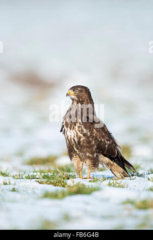 Attento comune poiana / Maeusebussard ( Buteo buteo ) stand / caccia / si guarda intorno su una coperta di neve pascolo. Foto Stock