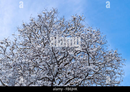 Albero coperto di neve contro il cielo blu, seguito da visualizzare Foto Stock