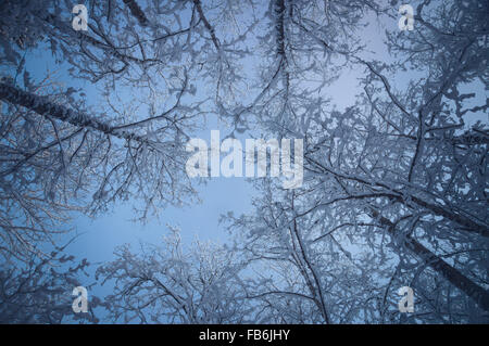 Snowy treetops contro il cielo blu, seguito da visualizzare Foto Stock