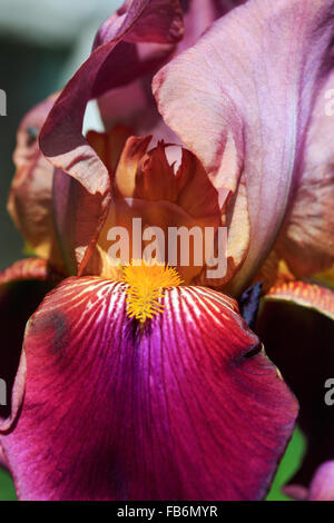 Primo piano del rosso e del viola colorato (iris Iris germanica, barbuto iris). Foto Stock