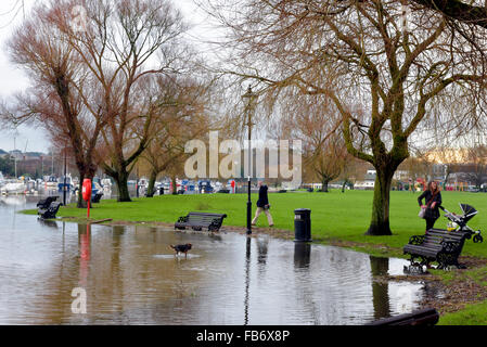 Christchurch, Dorset, Regno Unito. Xi gen, 2016. Il Quay e Riverside Walk colpite da alluvioni. Pettini e alberi spazzati verso il basso gonfio fiume Stour creare pericoli quando l'acqua si inclina il lunedì 11 gennaio 2016. Cigni piace mangiare l'erba attraverso l'acqua di inondazione. Credito: Roger Allen Fotografia/Alamy Live News Foto Stock