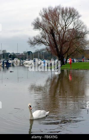 Christchurch, Dorset, Regno Unito. Xi gen, 2016. Il Quay e Riverside Walk colpite da alluvioni. Pettini e alberi spazzati verso il basso gonfio fiume Stour creare pericoli quando l'acqua si inclina il lunedì 11 gennaio 2016. Cigni piace mangiare l'erba attraverso l'acqua di inondazione. Credito: Roger Allen Fotografia/Alamy Live News Foto Stock