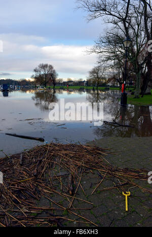 Christchurch, Dorset, Regno Unito. Xi gen, 2016. Il Quay e Riverside Walk colpite da alluvioni. Pettini e alberi spazzati verso il basso gonfio fiume Stour creare pericoli quando l'acqua si inclina il lunedì 11 gennaio 2016. Cigni piace mangiare l'erba attraverso l'acqua di inondazione. Credito: Roger Allen Fotografia/Alamy Live News Foto Stock