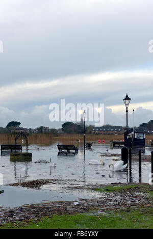 Christchurch, Dorset, Regno Unito. Xi gen, 2016. Il Quay colpite da alluvioni. Pettini e alberi spazzati verso il basso gonfio fiume Stour creare pericoli quando l'acqua si inclina il lunedì 11 gennaio 2016. Cigni piace mangiare l'erba attraverso l'acqua di inondazione. Credito: Roger Allen Fotografia/Alamy Live News Foto Stock