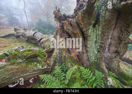 Vecchio faggio in Ashdown Forest Sussex Foto Stock